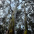 Eucalypts in the Rain